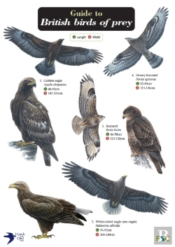 Bertrand.pt - Guide To British Birds Of Prey