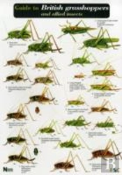 Guide To British Grasshoppers And Allied Insects