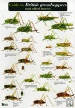 Bertrand.pt - Guide To British Grasshoppers And Allied Insects
