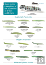 Guide To Caterpillars Of The Butterflies Of Britain And Ireland