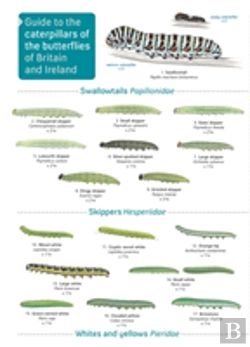 Bertrand.pt - Guide To Caterpillars Of The Butterflies Of Britain And Ireland