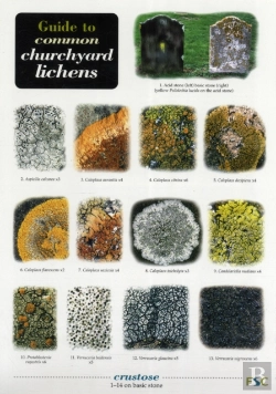 Bertrand.pt - Guide To Common Churchyard Lichens