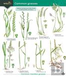 Guide To Common Grasses