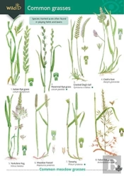 Guide To Common Grasses