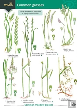Bertrand.pt - Guide To Common Grasses