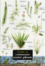 Guide To Commoner Water Plants