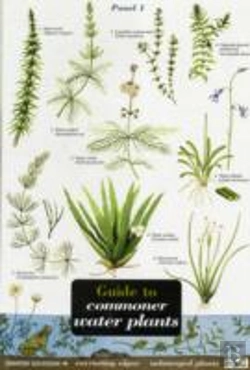 Bertrand.pt - Guide To Commoner Water Plants