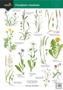 Bertrand.pt - Guide To Floodplain Meadows