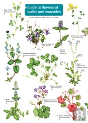 Guide To Flowers Of Walks And Waysides