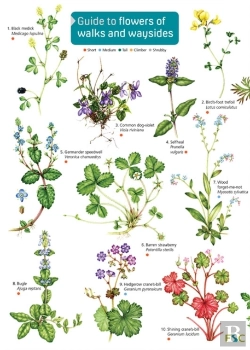 Bertrand.pt - Guide To Flowers Of Walks And Waysides