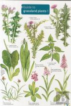 Guide To Grassland Plants 1