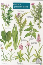 Guide To Grassland Plants 1