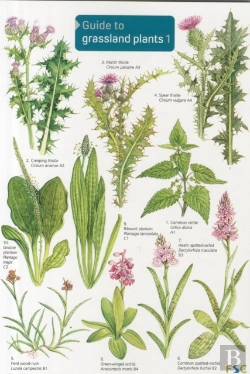Bertrand.pt - Guide To Grassland Plants 1