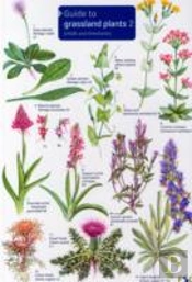 Guide To Grassland Plants 2