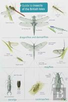 Guide To Insects Of The British Isles