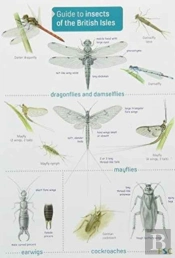 Guide To Insects Of The British Isles