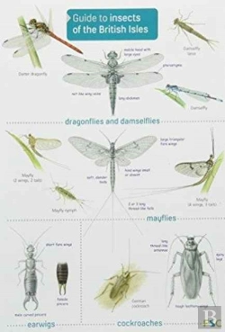 Bertrand.pt - Guide To Insects Of The British Isles