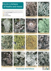 Guide To Lichens Of Heaths And Moors