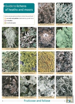 Bertrand.pt - Guide To Lichens Of Heaths And Moors