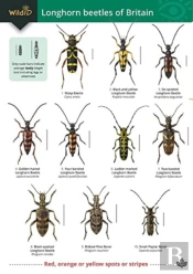 Guide To Longhorn Beetles Of Britain