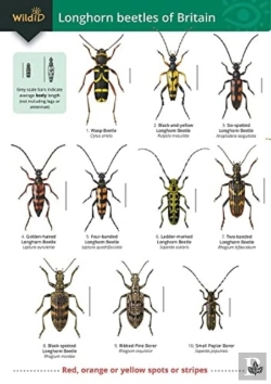 Bertrand.pt - Guide To Longhorn Beetles Of Britain