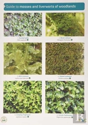 Guide To Mosses And Liverworts Of Woodlands