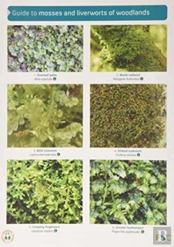 Bertrand.pt - Guide To Mosses And Liverworts Of Woodlands