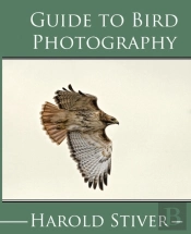 Guide To Photographing Birds