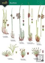 Guide To Rushes