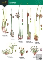 Guide To Rushes