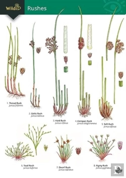 Bertrand.pt - Guide To Rushes