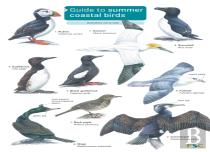 Guide To Summer Coastal Birds