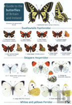 Guide To The Butterflies Of Britain And Ireland