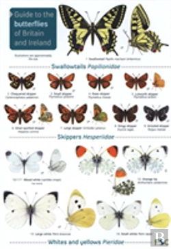 Bertrand.pt - Guide To The Butterflies Of Britain And Ireland