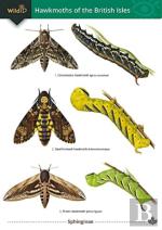 Guide To The Hawkmoths Of The British Isles