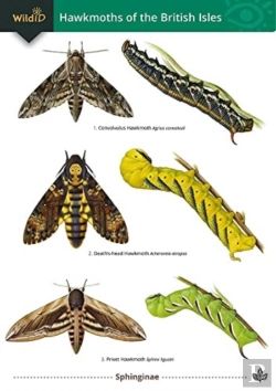 Bertrand.pt - Guide To The Hawkmoths Of The British Isles