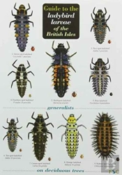 Guide To The Ladybird Larvae Of The British Isles
