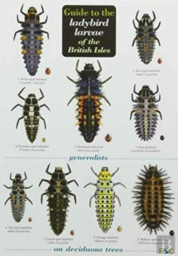 Bertrand.pt - Guide To The Ladybird Larvae Of The British Isles