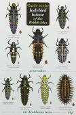 Guide To The Ladybird Larvae Of The British Isles