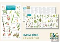 Guide To The Non-Native Invasive Plants Of Britain And Ireland