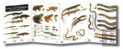 Guide To The Reptiles And Amphibians Of Britain And Ireland