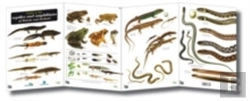 Bertrand.pt - Guide To The Reptiles And Amphibians Of Britain And Ireland