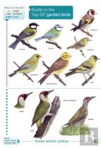 Guide To The Top 50 Garden Birds