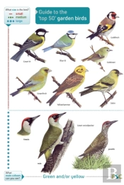 Guide To The Top 50 Garden Birds