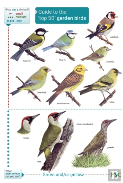 Bertrand.pt - Guide To The Top 50 Garden Birds