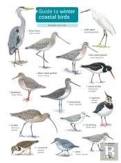 Guide To Winter Coastal Birds