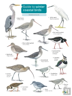 Bertrand.pt - Guide To Winter Coastal Birds