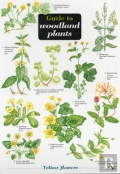 Guide To Woodland Plants