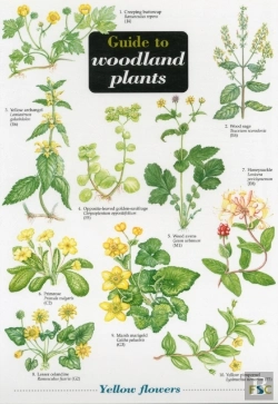 Bertrand.pt - Guide To Woodland Plants