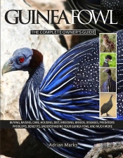 Guinea Fowl